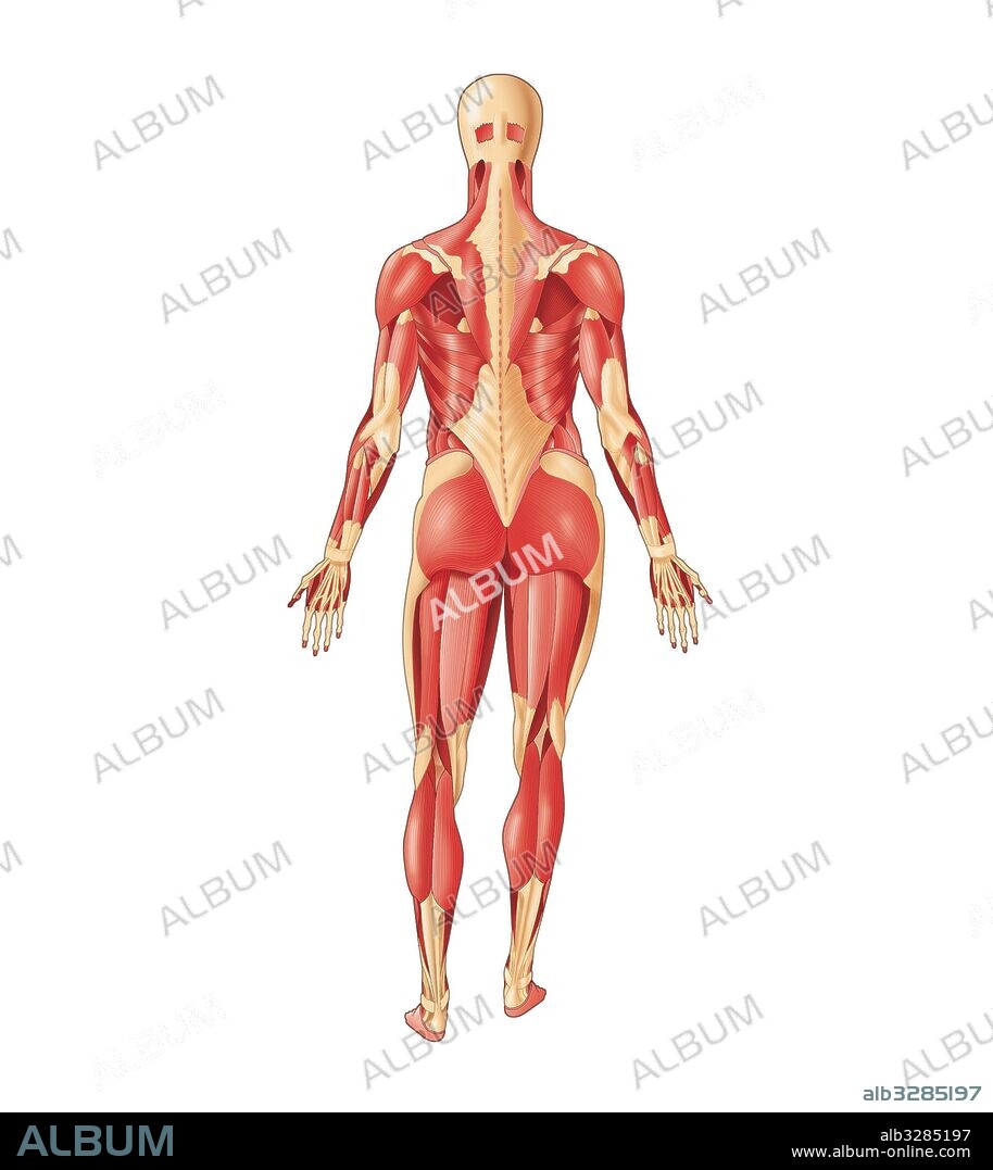 most important human-body muscles, Posterior view.