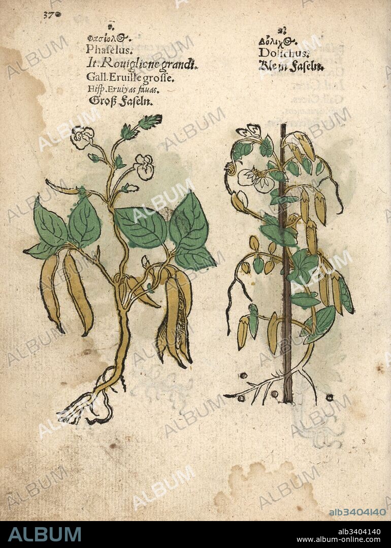 Common bean, Phaseolus vulgaris, and small bean variety, Dolichos species. Handcoloured woodblock engraving of a botanical illustration from Adam Lonicer's Krauterbuch, or Herbal, Frankfurt, 1557. This from a 17th century pirate edition or atlas of illustrations only, with captions in Latin, Greek, French, Italian, German, and in English manuscript.