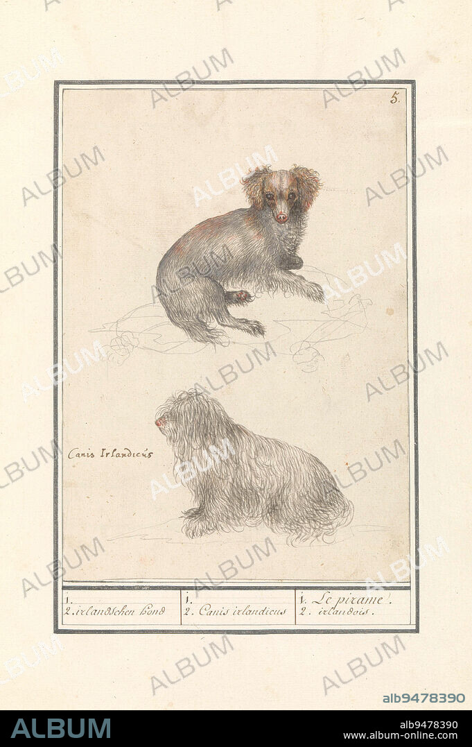 Two dogs, at the top a lapdog and at the bottom an Irish dog resembling a sheepdog. Numbered at the top right: 5. Part of the first album with drawings of quadrupeds. First of twelve albums with drawings of animals, birds and plants known around 1600, commissioned by Emperor Rudolf II. With notes in Dutch, Latin and French., Two dogs (Canis lupus familiaris) 1. 2. irlandschen dog / 1. 2. Canis irlandicus / 1. Le pirame. 2. irlandois, draughtsman: Anselmus Boëtius de Boodt, draughtsman: Elias Verhulst, draughtsman: Praag, draughtsman: Delft, 1596 - 1610, paper, brush, h 247 mm × w 174 mm.