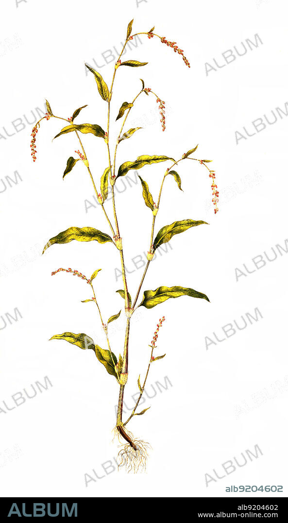 Wasserpfeffer, Persicaria hydropiper, auch Flohpfeffer, Pfefferknöterich, Pfefferkraut oder Scharfkraut genannt, ist eine Pflanzenart aus der Gattung der Knöteriche, Persicaria. Die Blätter und Samen werden mitunter als Gewürz verwendet / Persicaria hydropiper, Polygonum hydropiper, also known as water pepper, marshpepper knotweed, or tade.