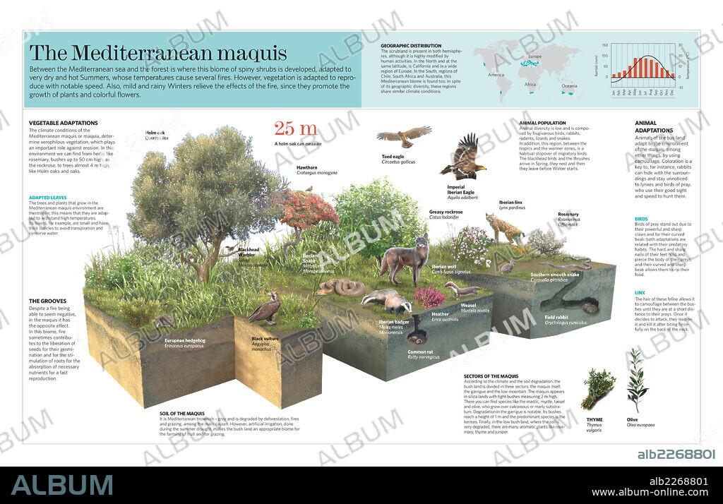 La maquia mediterránea. Infografía del bioma del maquis o matorral mediterráneo.