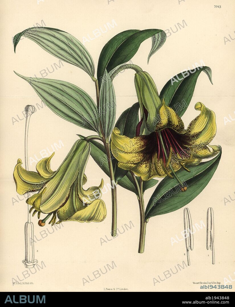 Lilium nepalense, yellow lily native to the Himalayas. Hand-coloured botanical illustration drawn by Matilda Smith and lithographed by J.N. Fitch from Joseph Dalton Hooker's "Curtis's Botanical Magazine," 1889, L. Reeve & Co. A second-cousin and pupil of Sir Joseph Dalton Hooker, Matilda Smith (1854-1926) was the main artist for the Botanical Magazine from 1887 until 1920 and contributed 2,300 illustrations.