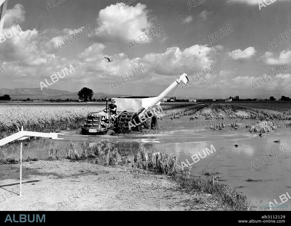 Tarragona. Delta del Ebro. Cosechadora mecánica de arroz. Año 1970.