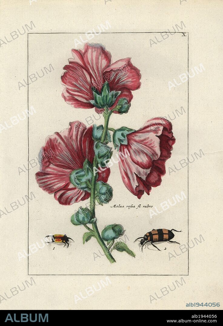 Musk mallow, Malva moschata rosea, and beetles. Handcoloured copperplate botanical engraving from "Nederlandsch Bloemwerk" (Dutch Flower Arrangements), Amsterdam, J.B. Elwe, 1794. The artist of the fine plates is a mystery: the title bouquet has the signature of Paul Theodor van Brussel (1754-1795), the Dutch flower painter, and one auricula is "drawn from life" by A. Bres. According to Hunt, 30 plates show the influence of the famous French artist Nicolas Robert (1614-1685).