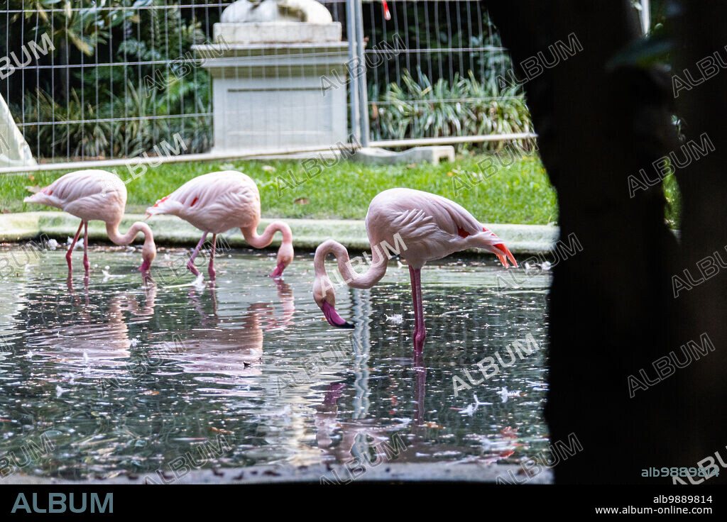 Flamingos in Villa Invernizzi Garden, secret Milan. Flamingos in Villa Invernizzi Garden, Via dei Cappuccini; the first specimens were imported 25 years ago from Chile and Africa. Milan (Italy), November 4th, 2022.