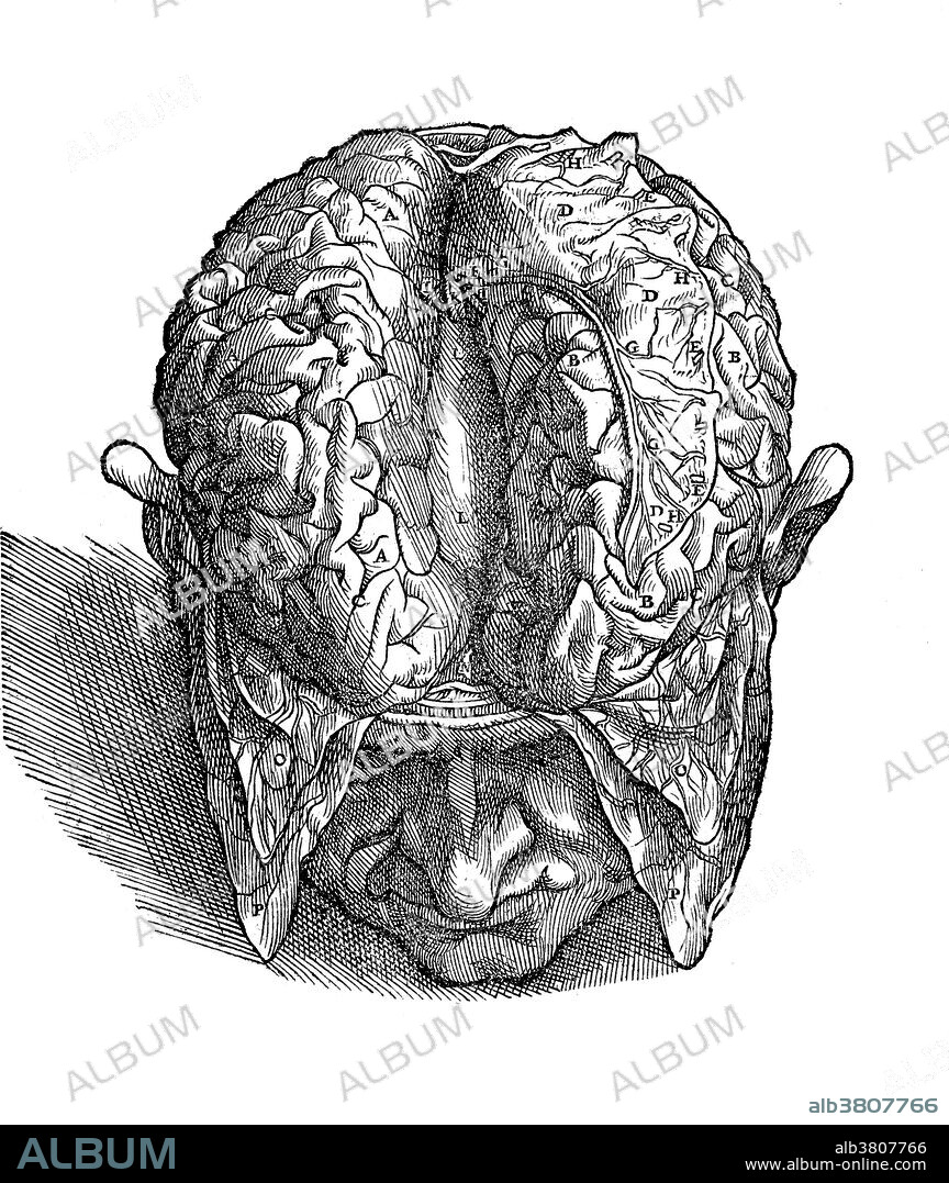 Figure of the brain with both membranes stripped off, 1555. Vesalius was determined to show the inside of the brain, just as he had with so many other organs. When he took up the subject of brain anatomy and physiology, he had to deal not only with Galen's ideas but those of medieval theologians, who had done little or no direct observation. Contemporary descriptions of the brain divided it into ventricles, much like the heart, and declared it the origin of a substance called "animal spirit," which it distributed to the rest of the body. De Humani Corporis Fabrica (On the Fabric of the Human Body) is one of the most influential works in the history of Western medicine. It was conceived and written by 28 year old Andreas Vesalius (December 31, 1514 - October 15, 1564) a Belgian anatomist and physician. He was a professor at the University of Padua and later became Imperial physician at the court of Emperor Charles V. He was both a gifted dissector and a learned scholar whose great contribution was to apply to anatomy the critical methods developed by the Renaissance humanist scholars. In 1564 he went on a pilgrimage to the Holy Land. When he reached Jerusalem, he received a message requesting he again accept the Paduan professorship, which had become vacant. The ship he sailed on was wrecked on the island of Zakynthos. Here he soon died in such debt that a benefactor paid for his funeral. He was 49 years old.