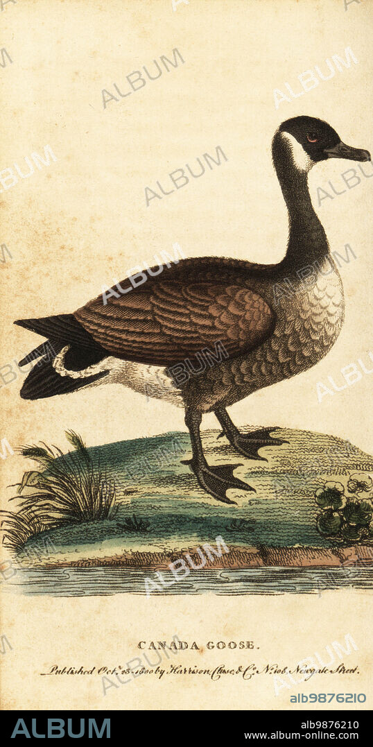 Canada goose, Branta canadensis, Anas canadensis. Handcolored copperplate engraving after an illustration by George Edwards from The Naturalists Pocket Magazine, Harrison, Fleet Street, London, 1800.