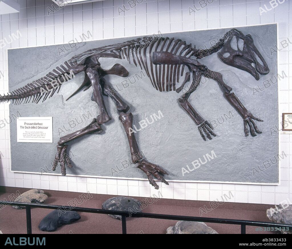 Prosaurolophus (Hadrosaur) Upper Cretaceous, Alberta Canada. Prehistoric Museum, College of Eastern Utah.