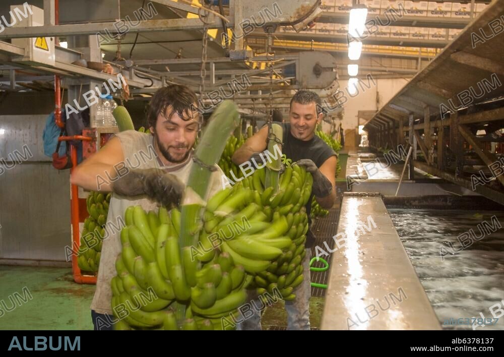 Spanien, Gran Canaria, Galdar, Bananenverpackung in der Agricola Llanos de Sardina.