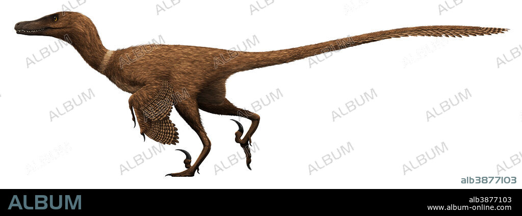 Velociraptor mongoliensis, mid-sized (2m long, 15kg) dromaeosaurid dinosaur from the late Cretaceous of Mongolia.