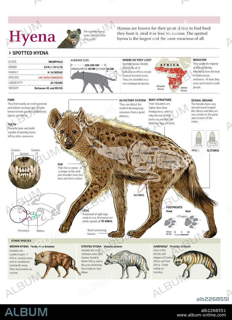 HIENA. Infografía de la anatomía, distribución y dentición de la hiena manchada.