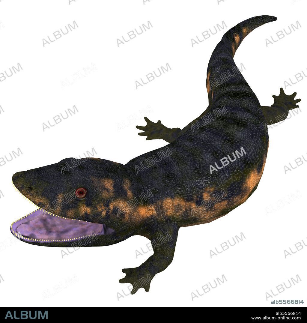 Dendrerpeton amphibian from the Carboniferous Period. Dendrerpeton was a carnivorous amphibian animal that lived in Canada during the Carboniferous Period.