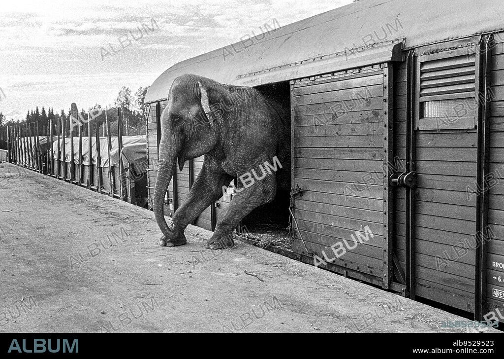 UMEÅ 1967-06-19.. En elefant på väg ut ur en av Cirkus Scotts vagnar.. Foto: Bo-Aje Mellin / RiR / SVT / Kod: 5600. Reportage publ. i RiR 28/67 sid. 8-10, 41 inför TV-programmet Bakom cirkuskulisserna.. RiR 18618 sv/v neg  . Elefanter Trångt.