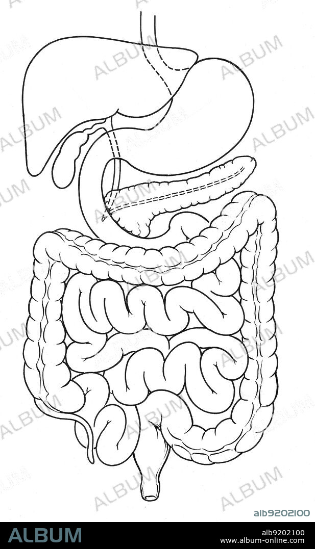 Anatomical illustration of the abdomen, showing esophagus, stomach, pancreas, jejunum, descending colon, rectum, anus, appendix, cecum, small intestine, ascending colon, duodenum, spleen, and liver.