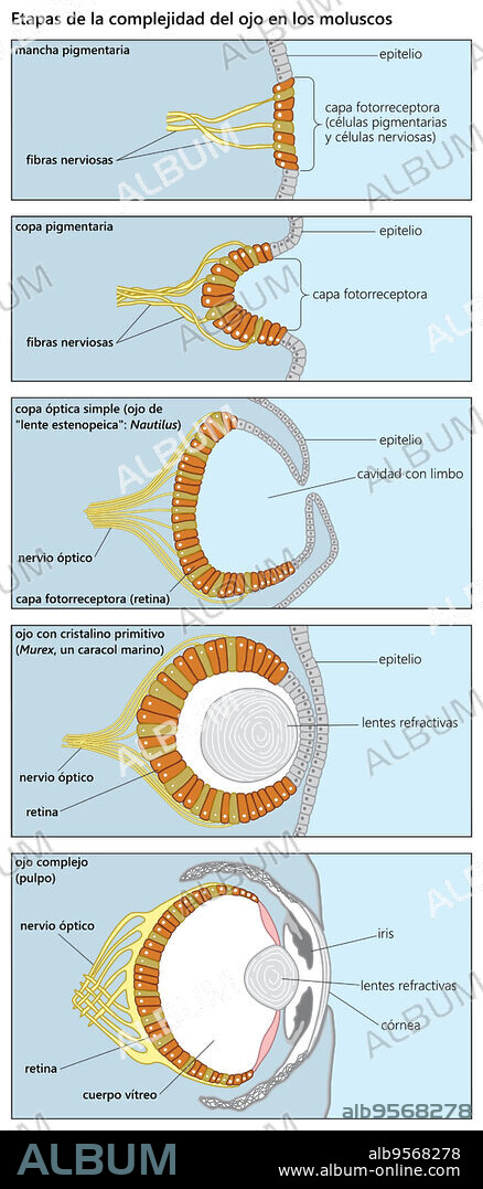 Steps in the evolution of the eye as reflected in the range of eye complexity in various living mollusk species.