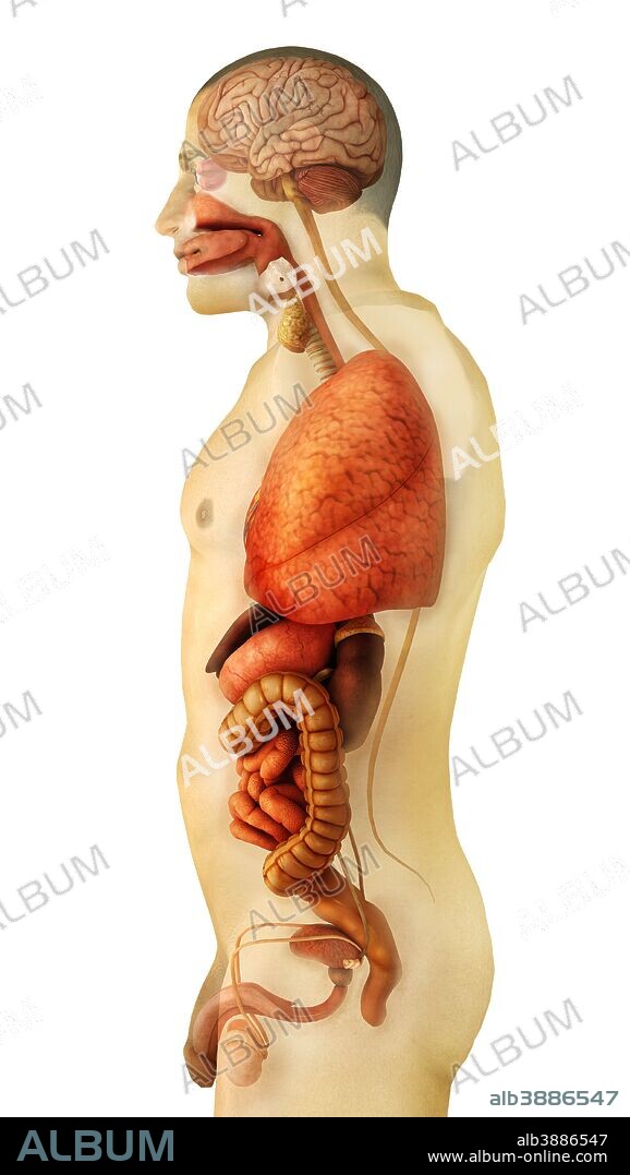 Anatomy of human body showing whole organs, side view.