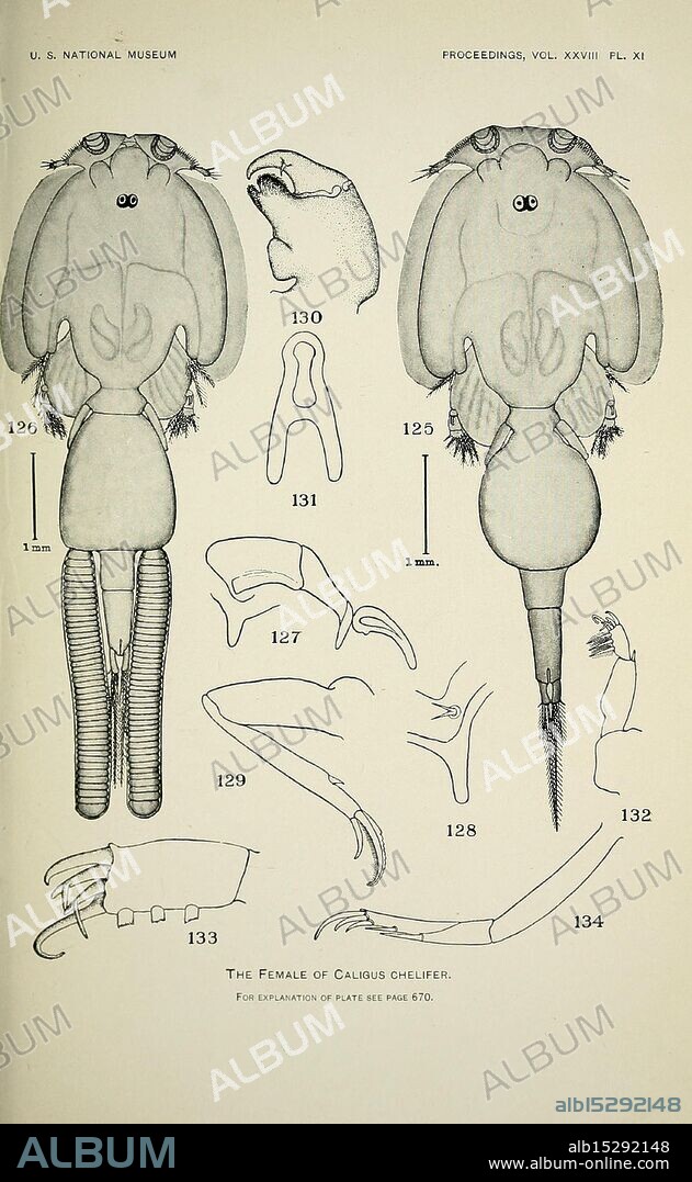North American parasitic copepods belonging to the family Caligidae, Washington, Govt. Print, 1905-, North America, Copepoda, Caligidae., A detailed illustration showcasing various aspects of the female Caligus shelter, a species of parasitic copepod. The diagram includes labeled figures indicating the body structure and features, such as the cephalothorax, antennae, and uropods. Each component is meticulously numbered for reference, with specific sections illustrated to highlight anatomical details, including the mouthparts (figure 130), legs (figures 128 and 134), and reproductive organs. The overall presentation serves as a scientific reference for understanding the morphology and biological characteristics of this marine organism.