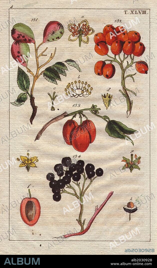 Fruit, blossom and leaves of the service, rowan and dogwood trees. Sorbus domestica, Sorbus aucuparia, Cornus mascula, Cornus sanguinea. Handcolored copperplate engraving of a botanical illustration from G. T. Wilhelm's "Unterhaltungen aus der Naturgeschichte" (Encyclopedia of Natural History), Vienna, 1816. Gottlieb Tobias Wilhelm (1758-1811) was a Bavarian clergyman and naturalist in Augsburg, where the first edition was published.