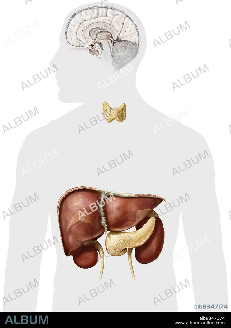 This image shows the glands and the organs of the endocrine system.