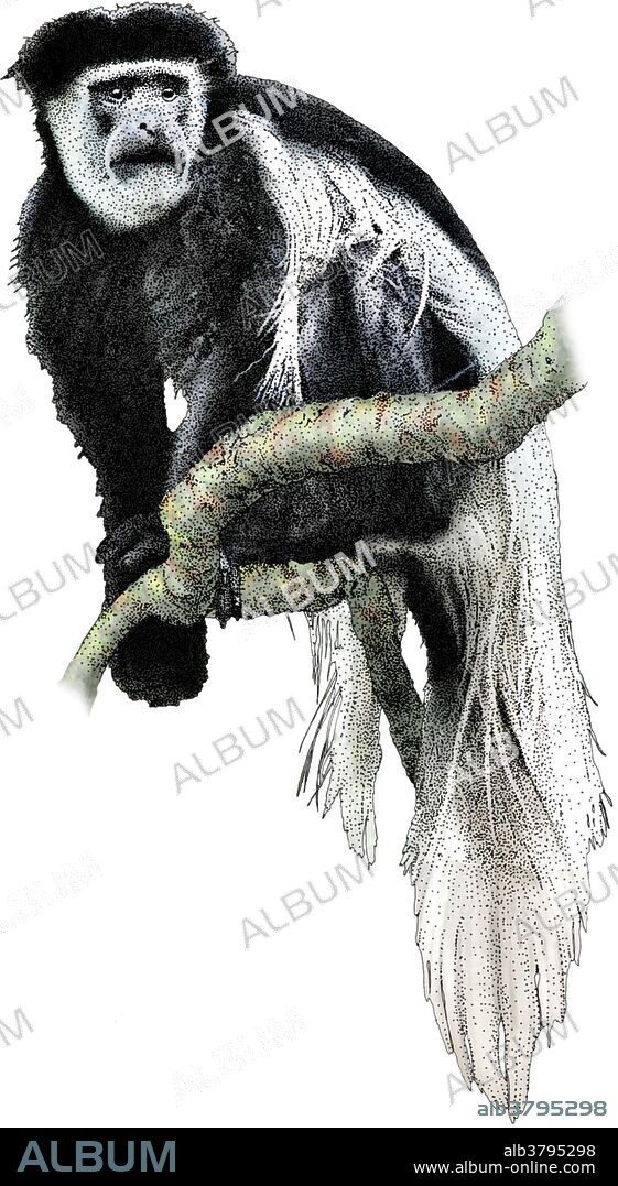 Illustration of a Black white colobus monkey (Colobus guereza).