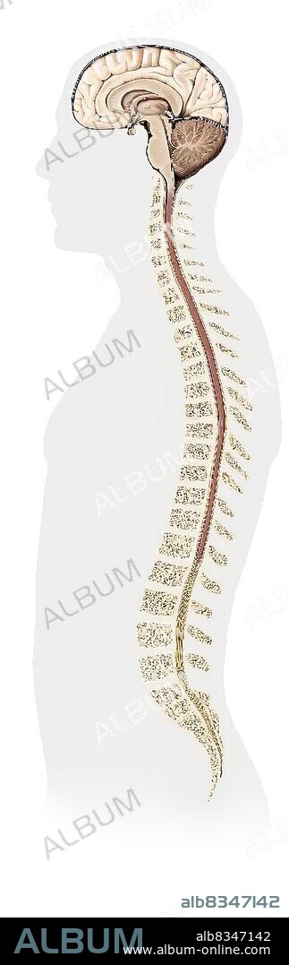Brain and spinal cord, the control center for all bodily functions and activities. It receives, processes and responds to information from the peripheral nervous system.