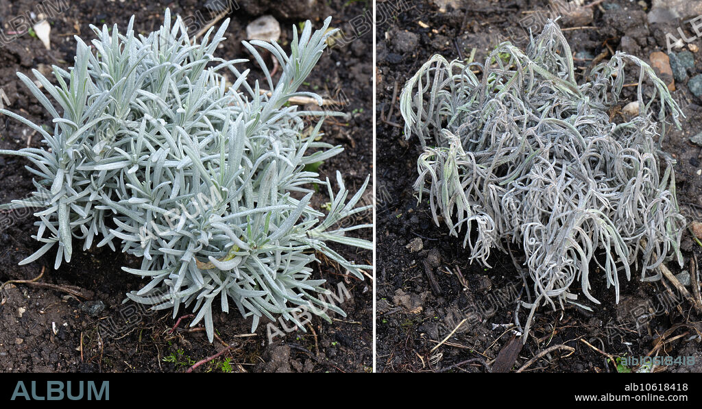 Healthy lavender plant (Lavandula sp.) and wilted lavender plant suffering from shab disease (Phomopsis lavandulae).
