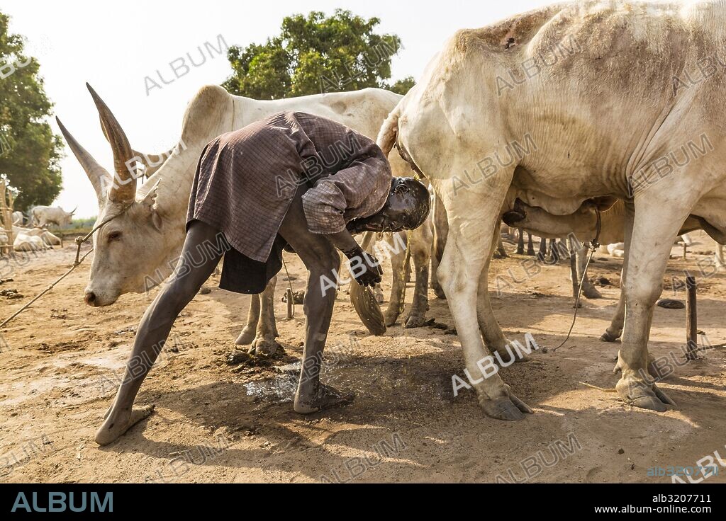 Feb 21, 2016 - South Sudan - A Mundari man takes advantage of the antibacterial properties of the cow s urine. An extra benefit is that ammonia in the urine will dye his hair orange. Ankole-Watusi, also known as Ankole Longhorn, or 'Cattle of Kings' is a 900 to 1,600 pound landrace breed of cattle originally native to Africa with distinctive horns that can reach up to 8 ft tall. (Credit Image: © Tariq Zaidi/ZUMA Wire/ZUMAPRESS.com). 21/02/2016