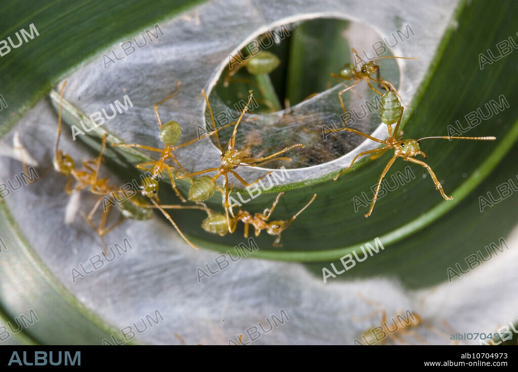 Green Tree Ants (Oecophylla smaragdina)in their woven nest in tree. Australia.