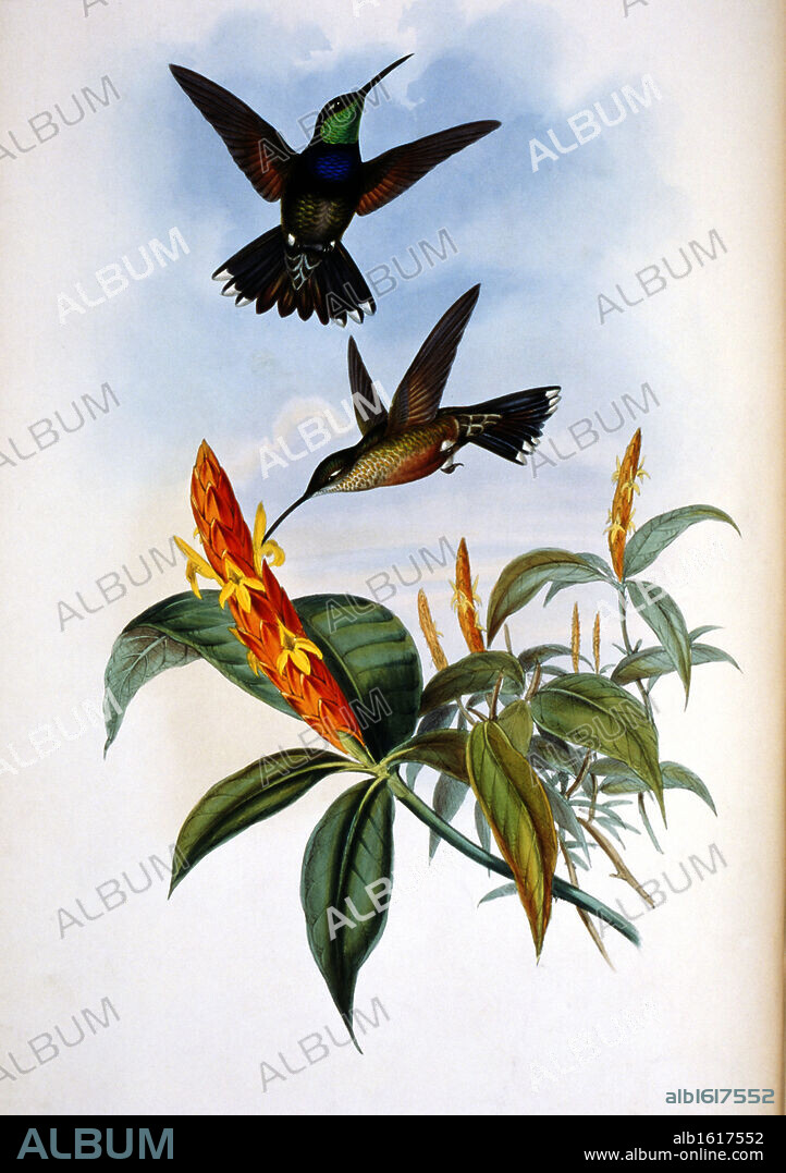 Blue-Breast Hermit  (Sternoclyta Cyaneipectus) by John Gould,  (1804-1881),  USA,  Pennsylvania,  Philadelphia,  Academy of Natural Sciences,  1861.