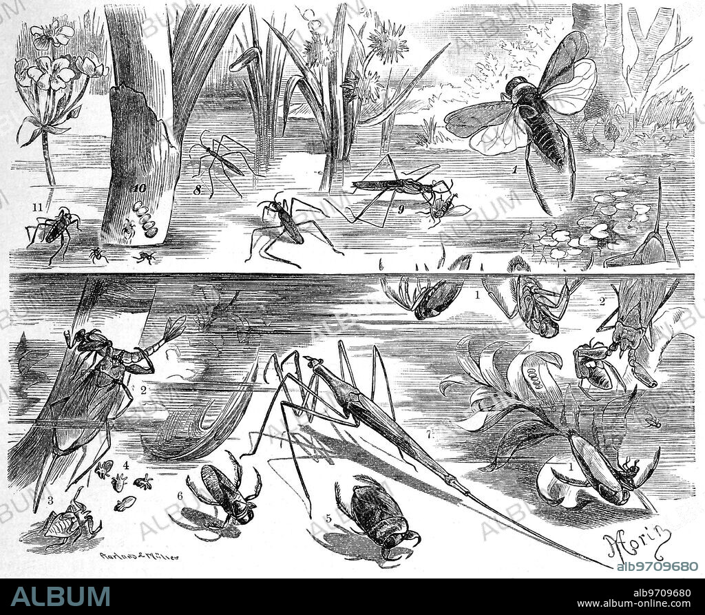 Insects, water bugs: 1. Common backswimmer, Notonecta glauca, 2. Gray water scorpion, Nepa cinerea, 3,4. Larva and eggs thereof, 5. Common swimming bug, Naucoris cimicoides, 6. Geoffroy's rowing bug, Corisa geoffroyi, 7. Stick bug, Ranatra linearis, 8. Tecihrunner, Limnobates stagnorum, 9. Marsh water strider, Hydrometra paludum, 10. Eggs thereof, 11 Larva of Velia currens, Historical, digitally restored reproduction from a 19th century original.