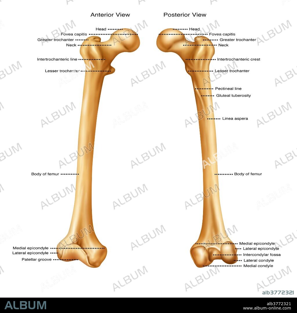 Anterior and posterior view of a femur.