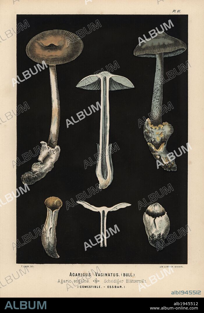 Grisette, Amanita vaginata, Agaricus vaginatus, Agaric engaine, edible. Chromolithograph of an illustration by Fritz Leuba from "Les champignons comestibles et les especes vénéneuses avec lesquelles ils pourraient etre confondus" (Edible mushrooms and the poisonous species they should not be confused with), Delachaux et Niestle, Neuchatel, Switzerland, 1890, lithographed by H. Furrer. Fritz Leuba (1848-1910) was a mycologist and artist from Neuchatel, Switzerland.