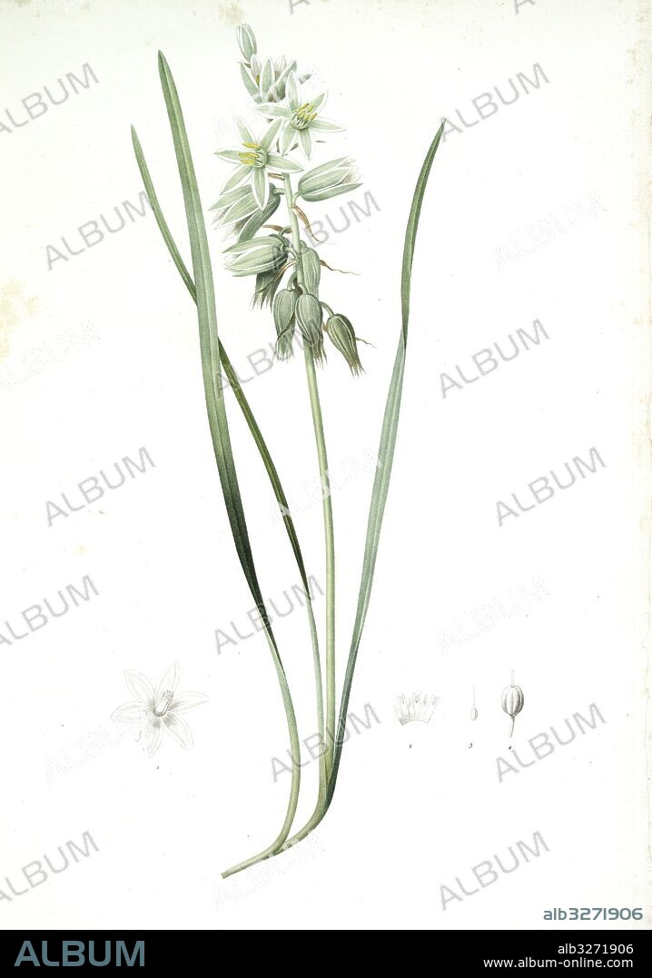 Ornithogalum nutans, Ornithogale penché; Drooping Star of Bethlehem, Nodding Star-of-Bethlehem, Redouté, Pierre Joseph, 1759-1840, les liliacees, 1802 - 1816.