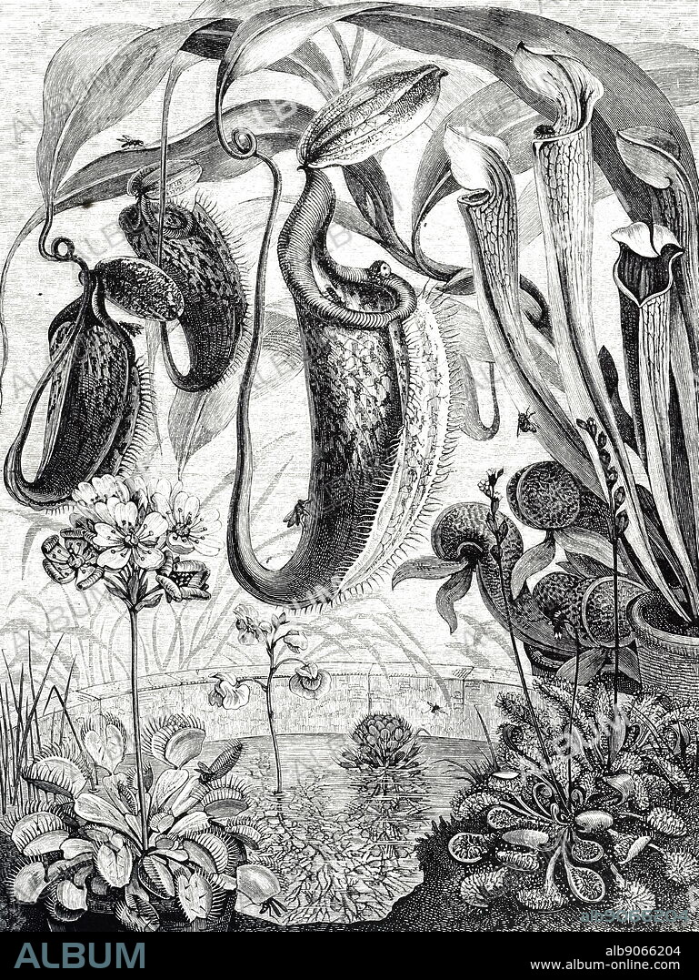 Carnivorous Plant And Flying Insect. Ink Black And White Drawing Stock  Photo, Picture and Royalty Free Image. Image 186685954.