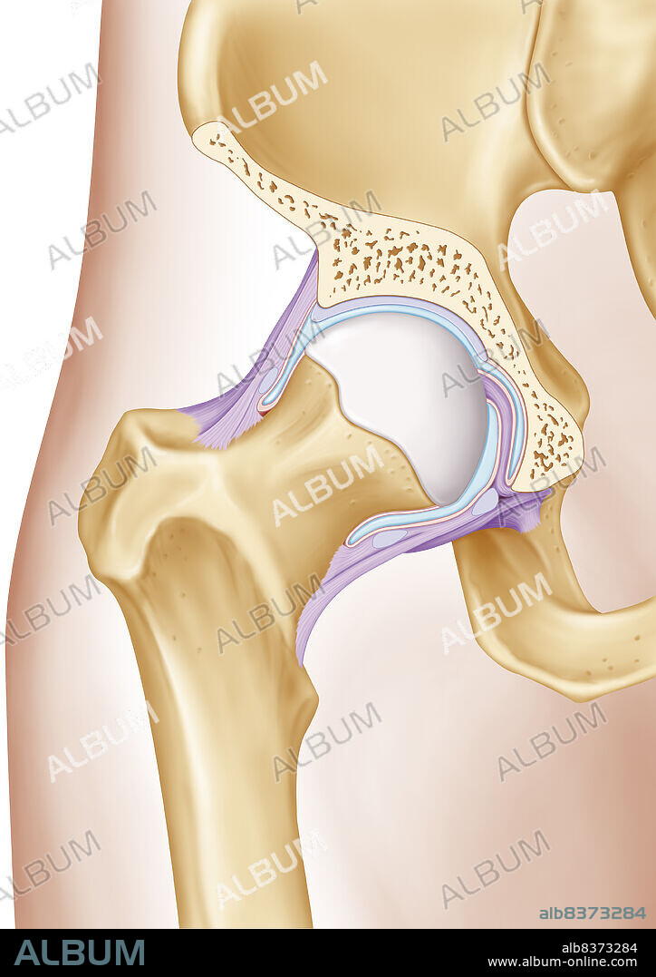 Représentation de l'articulation de la hanche. On voit les deux surfaces articulaires (grises), la cavité articulaire du bassin (cavité cotyloïde) et l'épiphyse proximale du fémur (la tête fémorale). La capsule articulaire est remplie de synovie (bleue) entourée par sa membrane (rose), elle s'attache au niveau du bassin sur le bourrelet cotyloïdien et entoure le ligament rond (violet) reliant le centre de la tête fémorale et le bassin.