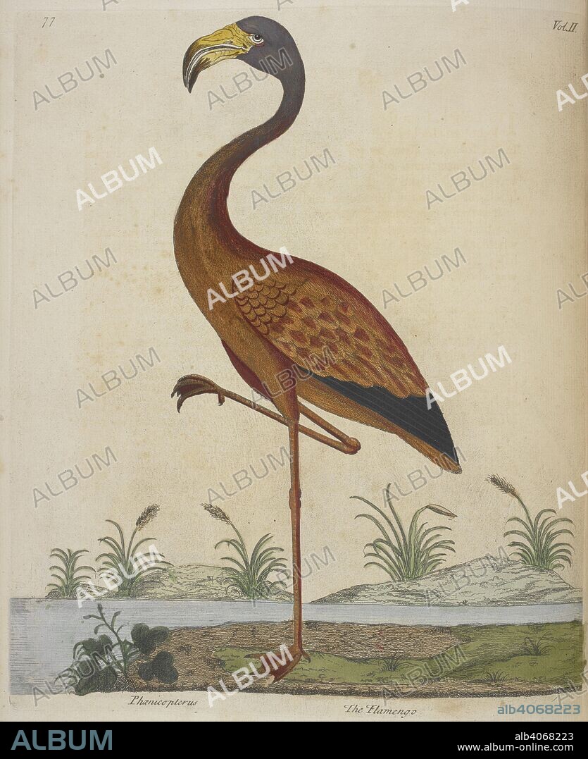 ELEAZAR ALBIN. The flamengo.  A flamingo. A Natural History of Birds. Illustrated with ... copper plates ... colour'd, etc. [With observations by W. Derham.]. London : W. Innys & R. Manby, 1738. Source: 37.e.4 vol.II plate 77 before page 71.