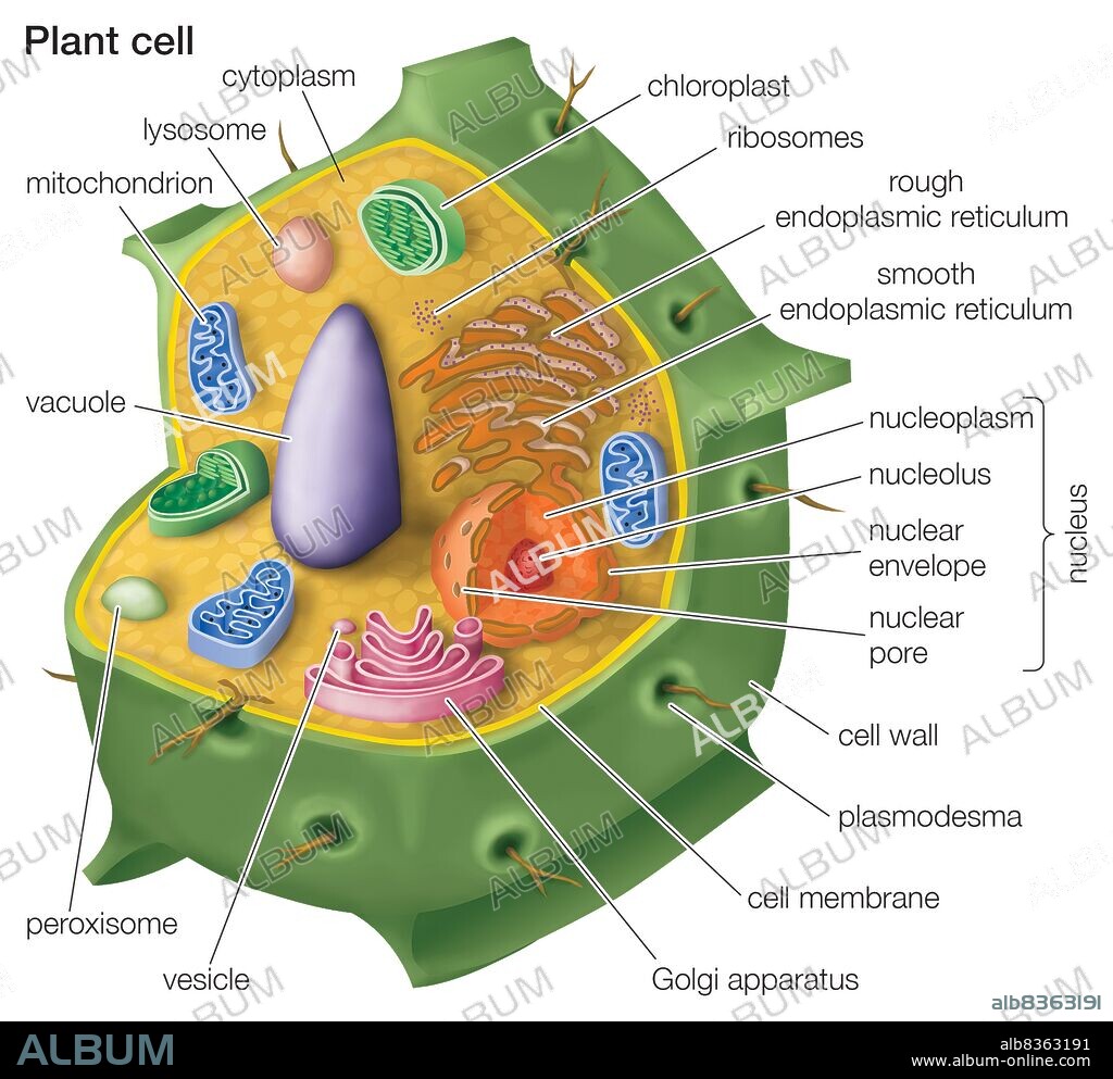 Cutaway drawing of a eukaryotic plant cell.