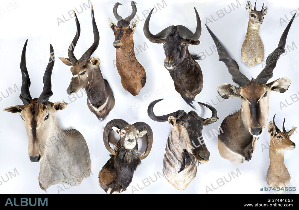 Chasse / Décoration / Animal
Trophées de chasse d'animaux d'Afrique et fusil de chasse .
Collection privée.