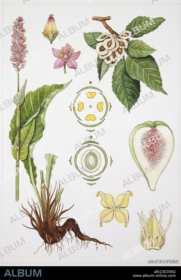 Urticales and Polygonales, illustration.