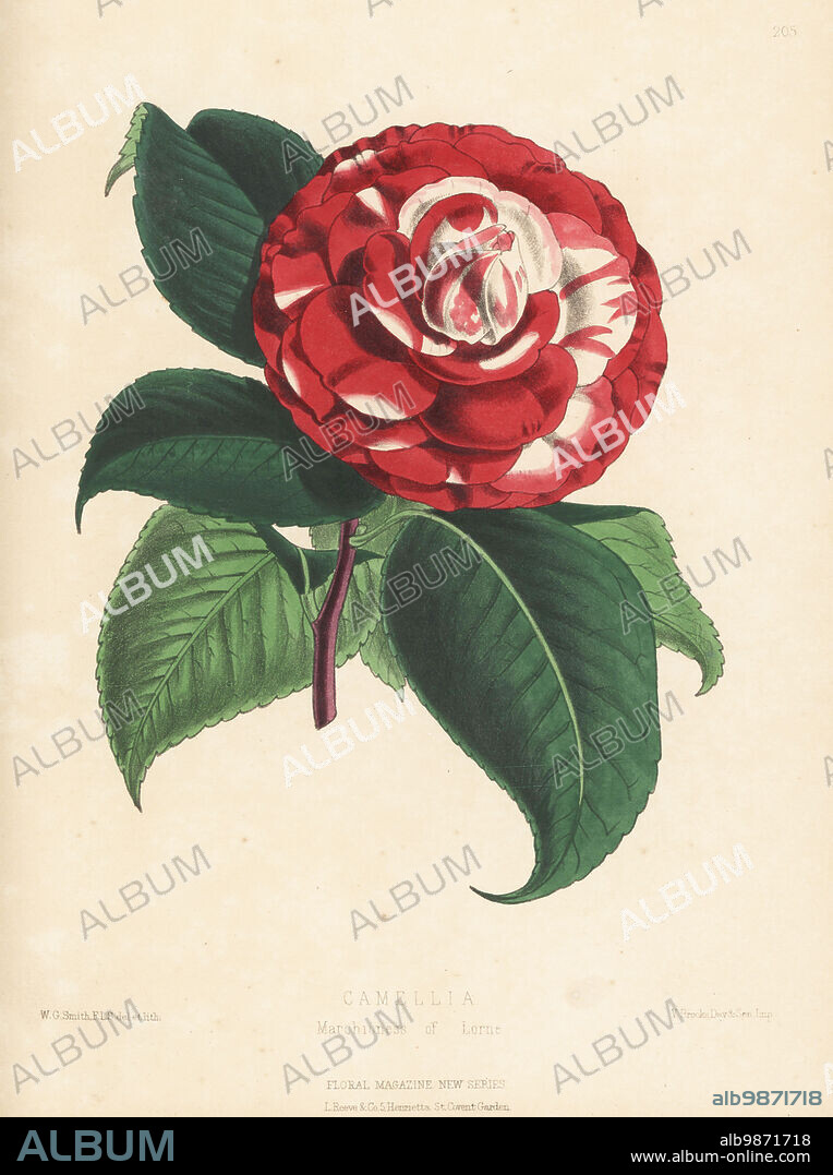 Camellia japonica, Marchioness of Lorne variety. Raised by Bernard Samuel Williams nursery of Upper Holloway. Handcolored botanical illustration drawn and lithographed by Worthington George Smith from Henry Honywood Dombrain's Floral Magazine, New Series, Volume 5, L. Reeve, London, 1876. Lithograph printed by Vincent Brooks, Day & Son.