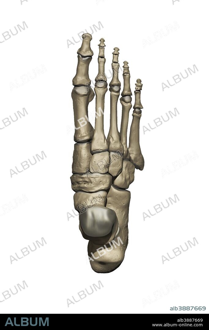 3D model of the foot depicting the dorsal bone structures.