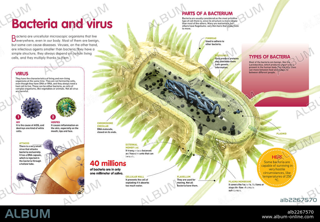 Bacteria and virus. Infographic about virus and bacteria, microorganisms that sometimes can be harmful for the organism where they live.
