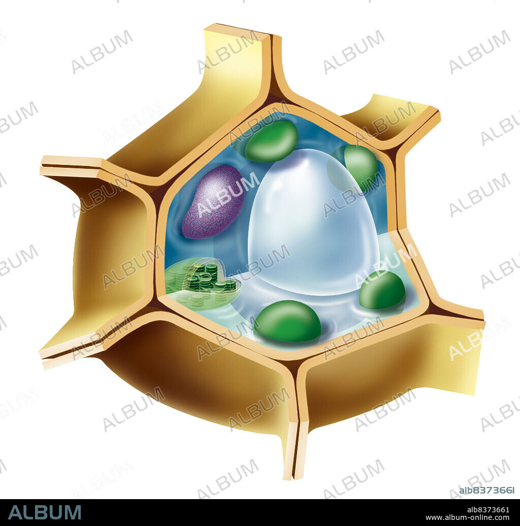 Illustration of a basal plant cell, including the cell wall, nucleus (purple), chloroplasts (green) and central vacuole (transparent white).