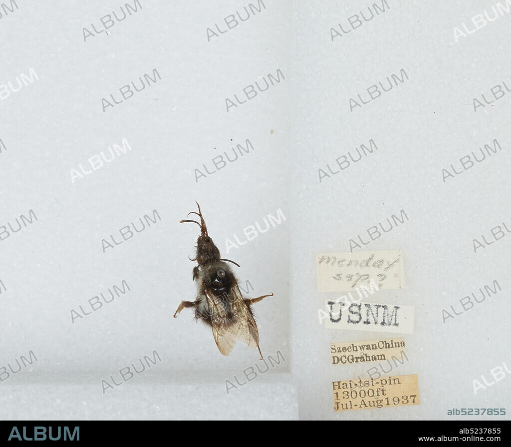 Hai-tsi-pin, Sichuan, China, Bombus (Mendacibombus) convexus Wang, Animalia, Arthropoda, Insecta, Hymenoptera, Apidae, Apinae.
