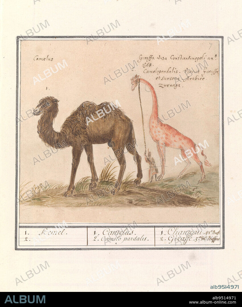 A camel and a giraffe. Numbered top right: 7. With the inscription that this giraffe was on display in Constantinople in 1568. Part of the second album with drawings of quadrupeds. Second of twelve albums with drawings of animals, birds and plants known around 1600, commissioned by emperor Rudolf II. With notes in Dutch, Latin and French, Camel (Camelus ferus bactrianus) and giraffe (Giraffa) 1. Kemel. 2. / 1. Camelus. 2. Camelo pardalis. / Chameau. 2. Giraffe., draughtsman: Anselmus Boëtius de Boodt, draughtsman: Elias Verhulst, draughtsman: Praag, draughtsman: Delft, 1596 - 1610, paper, brush, pen, h 170 mm × w 188 mm.