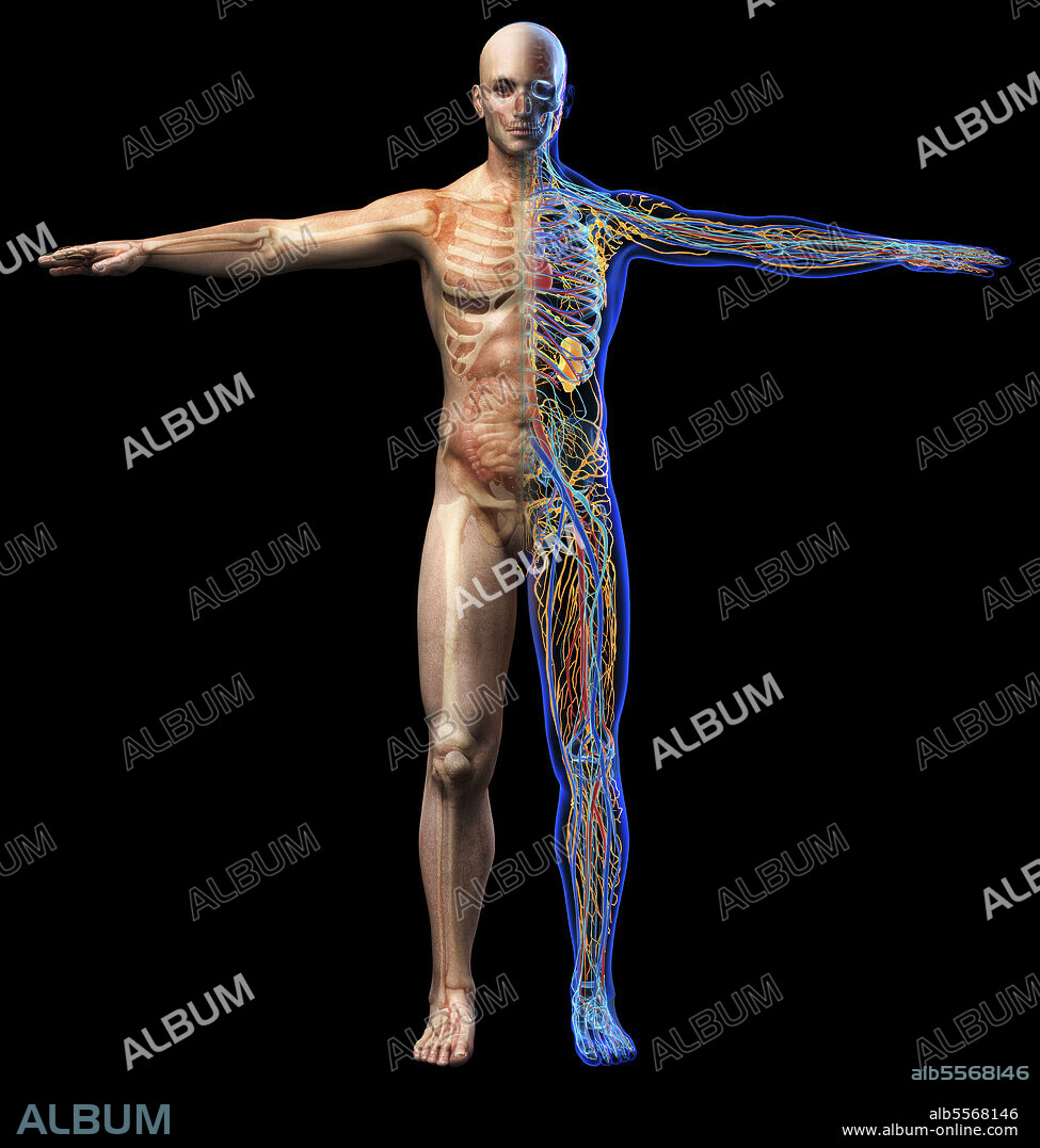 Male skeletal, internal organs diagram and x-ray anatomy systems. Full figure standing on black background. Front view.