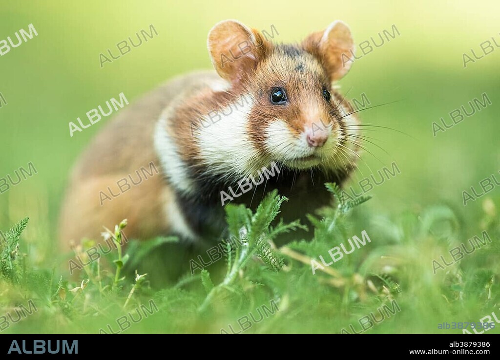 European hamster (Cricetus cricetus) in meadow, Lower Austria, Austria, Europe.