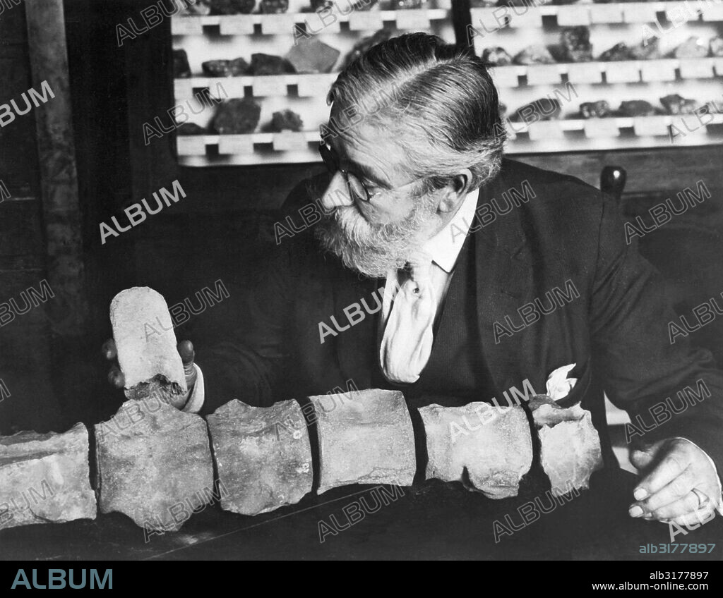 Baltimore, Maryland:  May 1, 1925 Dr. Francis Nicholas, Dean of the Maryland Academy of Sciences,  assembling bones of a prehistoric animal found in the state of Maryland.   © Underwood Archives / The Image Works.