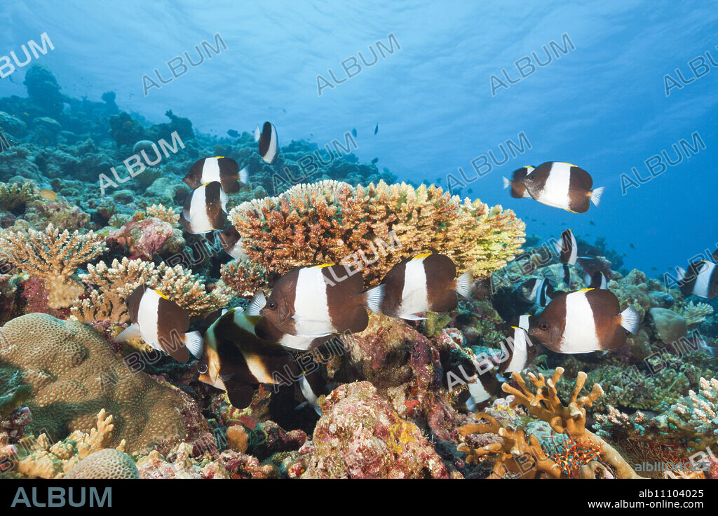 Black Pyramid Butterflyfish, Hemitaurichthys zoster, Thaa Atoll, Maldives.