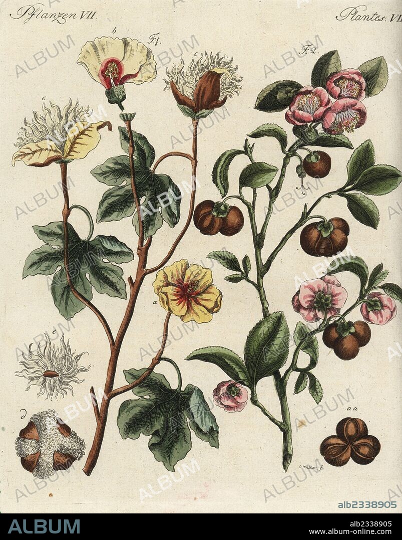 Levant cotton plant, Gossypium herbaceum, and tea plant, Camellia sinensis. Handcoloured copperplate engraving after a botanical illustration by Christian Muller from Friedrich Johann Bertuch's Bilderbuch fur Kinder (Picture Book for Children), Weimar, 1792.